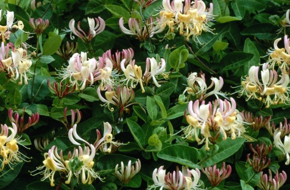 Honeysuckle-Flower Honeysuckle Flower