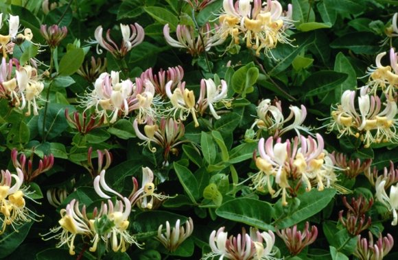 Honeysuckle Flower