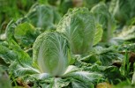 Cabbage Cabbage