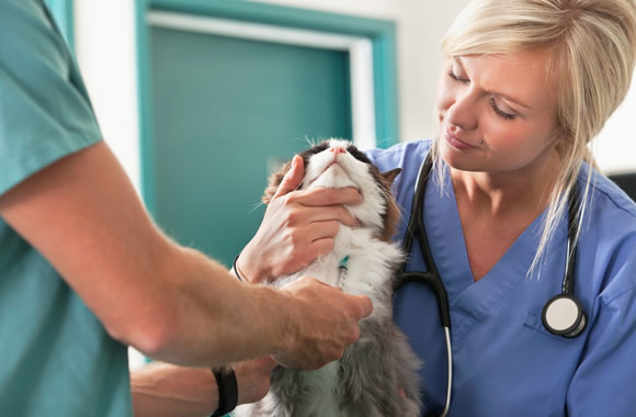 Veterinary Assistant